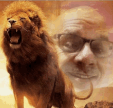 a lion is standing in front of a man wearing sunglasses