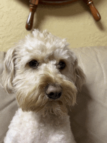 a small white dog is sitting on a couch