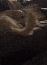 a dog laying on a couch with a blanket