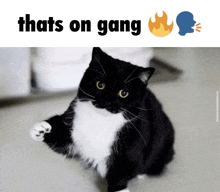 a black and white cat with the words that 's on gang above it