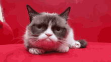 a grumpy cat is laying on a red couch with the words `` no '' written on it .