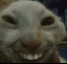 a close up of a cat 's face with its eyes closed and a smile on its face .