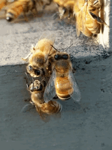 a group of bees are gathered on a concrete surface and one of them has a yellow stripe on it