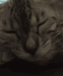 a close up of a cat 's face with a blurry background