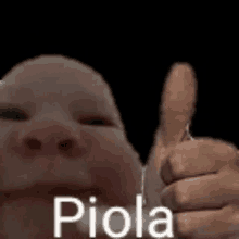 a pig is giving a thumbs up with the word piola .