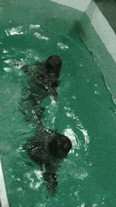 two seals are swimming in a swimming pool .