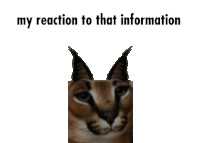 a picture of a cat with the words " my reaction to that information " above it