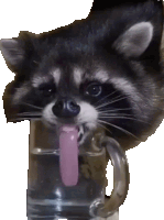 a raccoon is sticking its tongue out of a glass