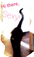 a picture of a black cat with the words hi there sexy written above it