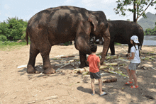 a boy and a girl standing next to two elephants in the dirt