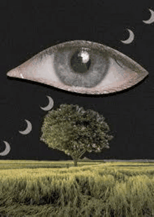 a close up of an eye looking at a tree in a field .