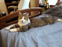 a cat is laying on a bed with a gray blanket