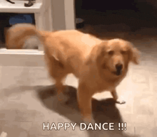 a dog is dancing in a room with the words `` happy dance !!! '' written on the bottom .