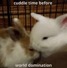 two rabbits in a cage with the words cuddle time before world domination