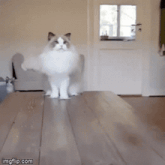 a fluffy white cat is standing on a wooden table in front of a window