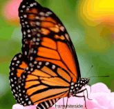a butterfly is sitting on a pink flower and the words franwhiteside are below it