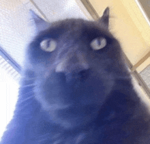 a close up of a black cat 's face looking up at the camera .