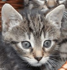 a kitten with blue eyes is looking at the camera .