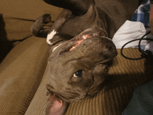 a dog laying on its back on a couch looking at the camera