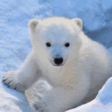 a polar bear cub is playing in the snow with a puzzlescapes logo in the corner