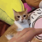 a brown and white cat is sitting on a person 's shoulder .