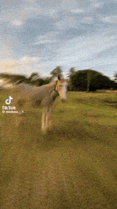 a horse is walking across a grassy field in a tik tok video .