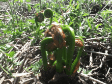 a plant that looks like a snake growing out of the ground