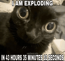 a black cat laying on a bed with a caption that says i am exploding in 43 hours 35 minutes 12 seconds