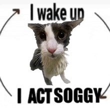 a black and white cat with the words i wake up i act soggy