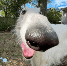 a white dog with its tongue hanging out looks at the camera