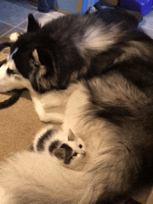 a husky dog laying next to a cat on the floor