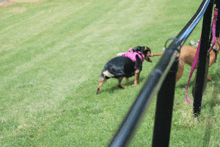 two dogs are playing in the grass and one is wearing a pink outfit