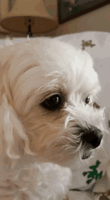 a small white dog laying on a bed with a lamp behind it