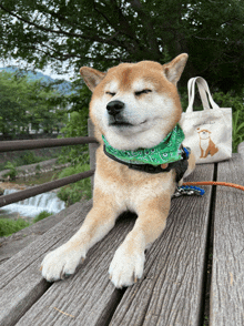 a dog wearing a green bandana is laying on a bench