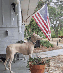 a dog standing in front of a house with an american flag behind it