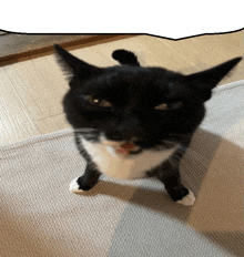 a black and white cat is standing on its hind legs