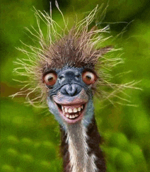 a close up of an ostrich with a very funny face