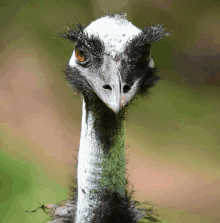 a close up of an ostrich 's head with a green background