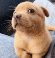 a small brown puppy is sitting on a blue blanket and looking up .