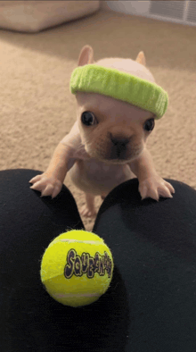 a small dog wearing a green headband is holding a yellow squeaker tennis ball