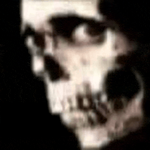 a close up of a skull in a dark room .