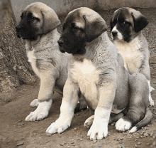 three puppies are sitting next to each other on a dirt ground .