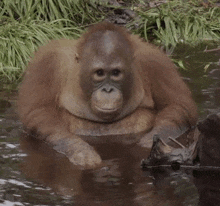 an orangutan is laying in the water looking at something