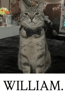 a cat wearing a bow tie sits on a bed with the name william below it