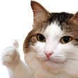 a close up of a cat giving a thumbs up on a white background .