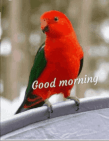 a red and green parrot is sitting on a ledge and says good morning