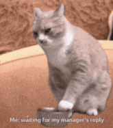 a cat is sitting next to a bowl of food and says " me waiting for my manager 's reply "