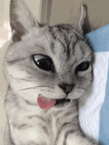 a close up of a cat 's face with its tongue sticking out