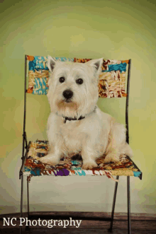 a small white dog is sitting on a colorful chair with nc photography written below it