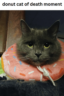 a gray cat wearing a pink donut collar looks at the camera